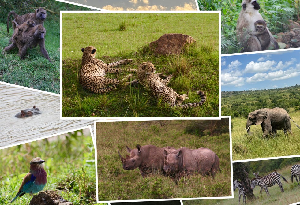Various wild animals in a natural setting, including cheetahs, elephants, baboons, hippos, rhinos, and colorful birds.