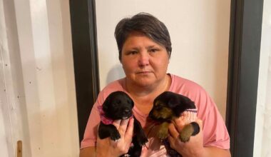 Northland rescue groups demand action over sale of 1-week-old puppies