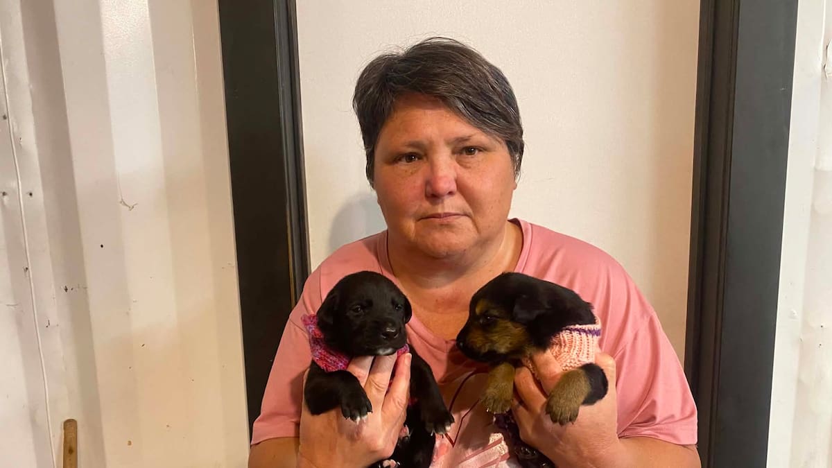 Northland rescue groups demand action over sale of 1-week-old puppies