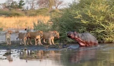 Lions vs hippo