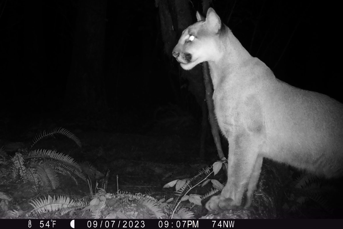 Pumas are saving human lives in Washington State. Camera-trap footage reveals how…