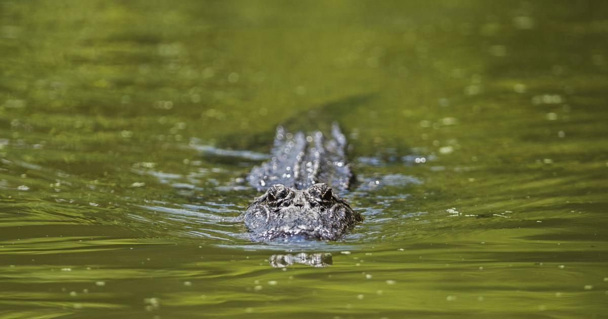 7-foot alligator found by City Park, another being sought | News
