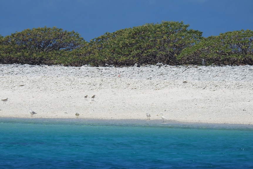 Trees on a rise above a pale beach fringing pristine ocean water.