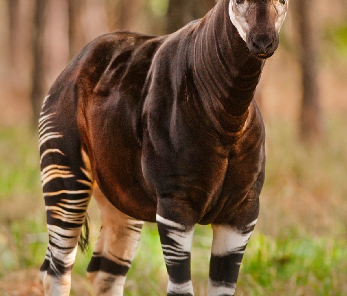 It looks half-zebra, half-giraffe and has a 50cm tongue that can lick its own ears. Meet one of the world's most confusing animals.