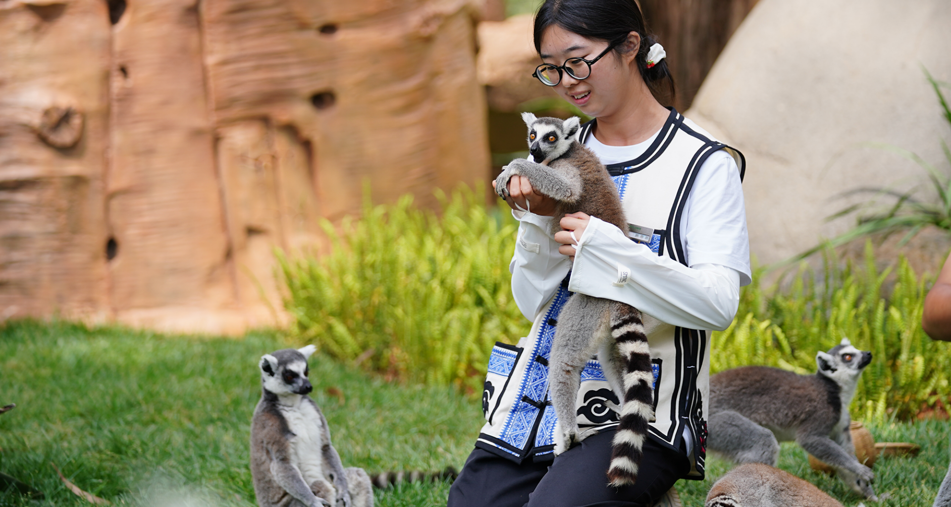 Lemur used in 'lemur yoga' session dies of human herpesvirus, study finds