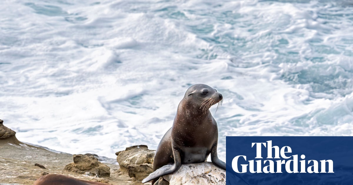 Teenager pleas guilty to attacking California sea lion in viral video | California