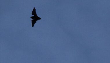 Fun facts about various bat species living in South Carolina