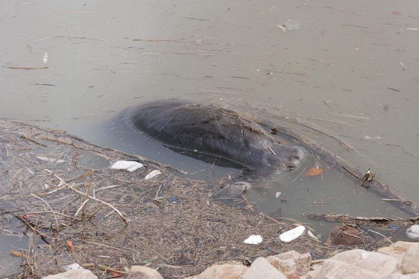 A dead kangaroo in brown water