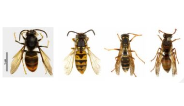 DNA clues track yellow-legged hornets in Auckland waterways
