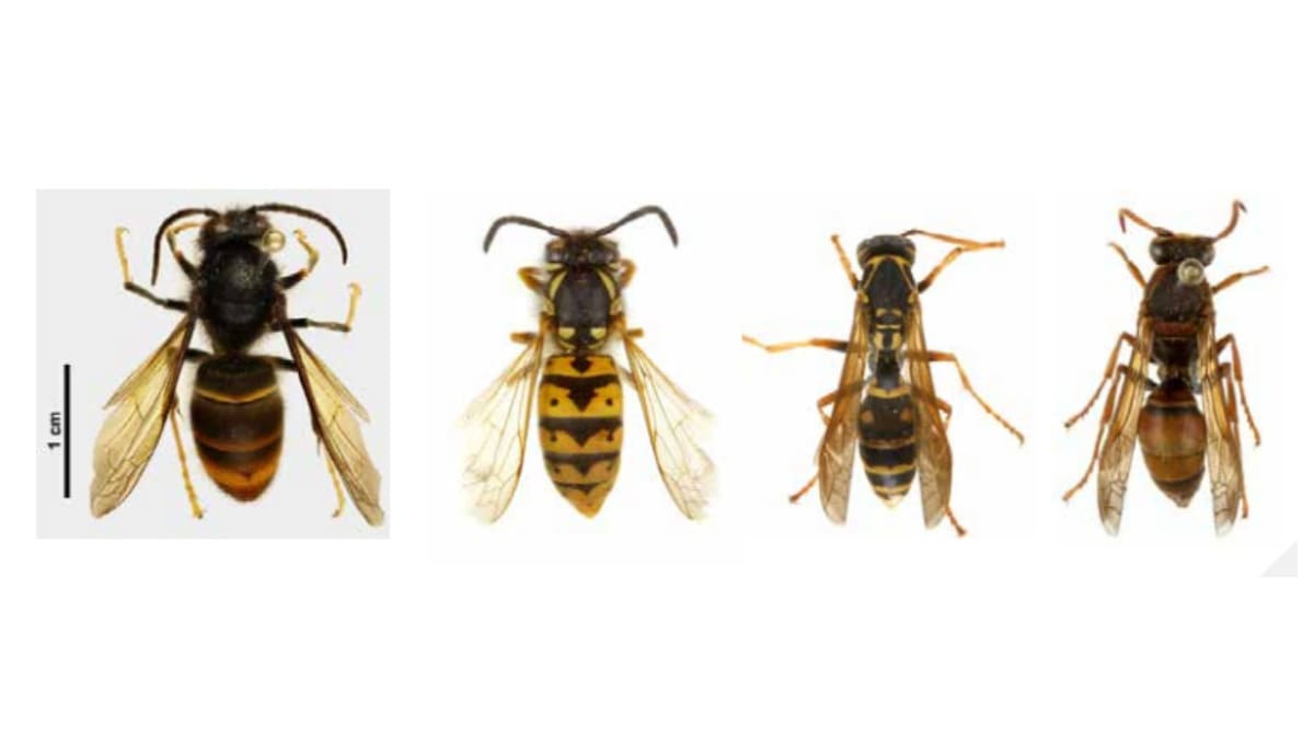 DNA clues track yellow-legged hornets in Auckland waterways