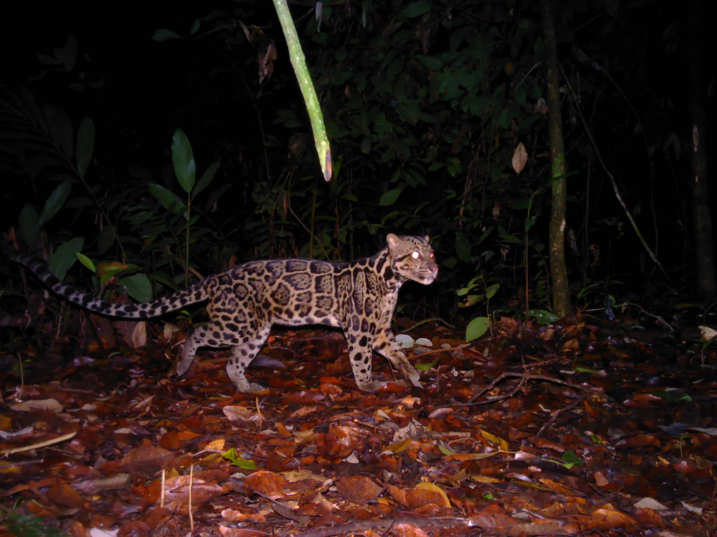 A spotted wild cat with a long tail walks across a dark forest floor covered in fallen leaves and debris, surrounded by green vegetation and tree stems.