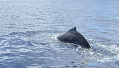 Study finds whales sing for up to 16 hours non-stop while diving | National