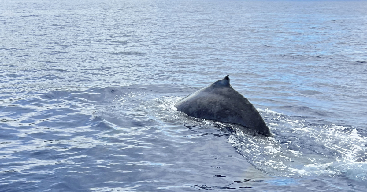 Study finds whales sing for up to 16 hours non-stop while diving | National