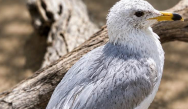 Tucson Wildlife Center cares for its first-ever seagull | Good News