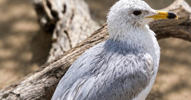 Tucson Wildlife Center cares for its first-ever seagull | Good News