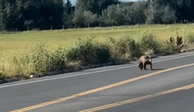 Black bear captured after wandering through Nibley, Logan | News