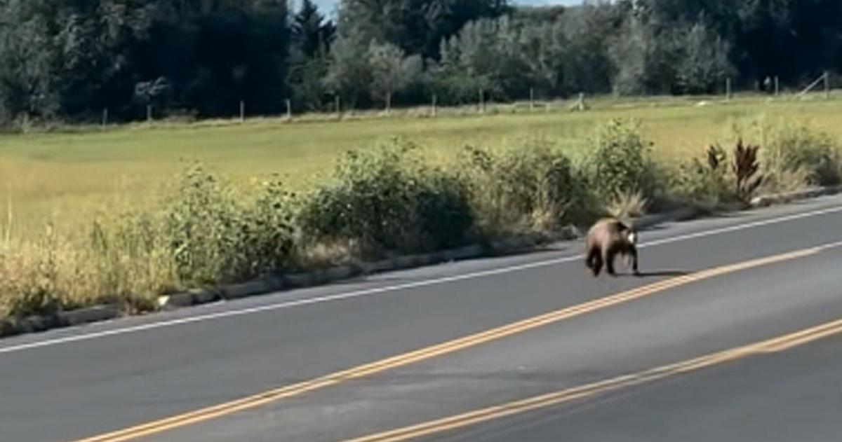 Black bear captured after wandering through Nibley, Logan | News