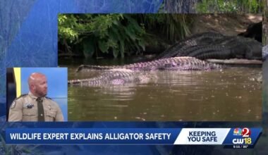 Alligator attacks: Florida wildlife officials urge residents, visitors to stay alert