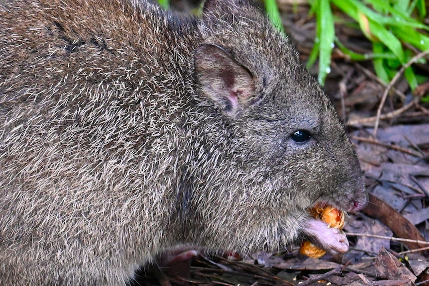 A small marsupial snacks on a peanut