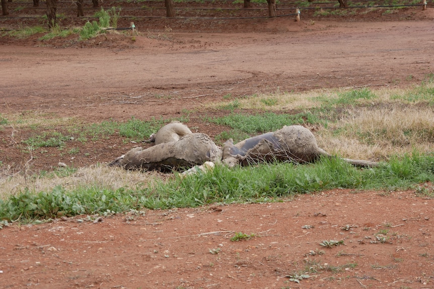 Three dead kangaroos in a pile on red dirt