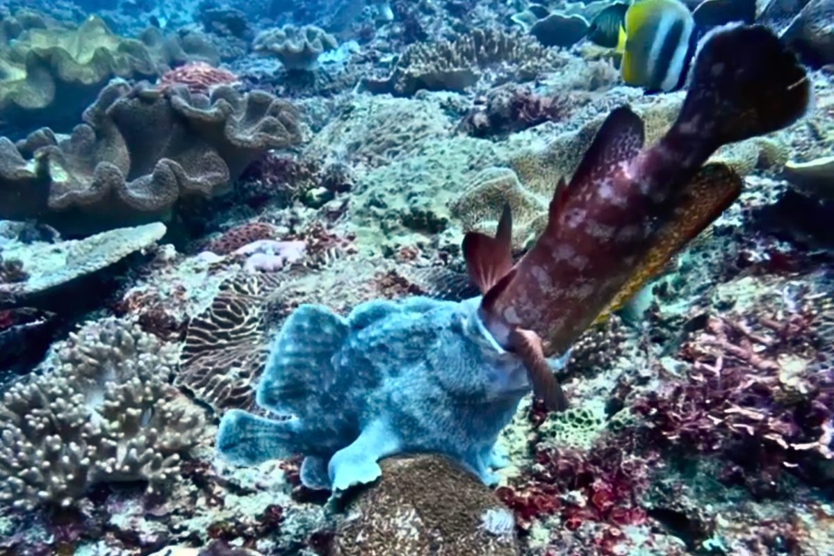 Frogfish tries to eat coral grouper