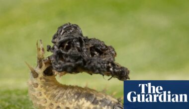Country diary: A beetle with a prehensile anus? Thanks to local wildlife recorders, I know one lives here | Insects