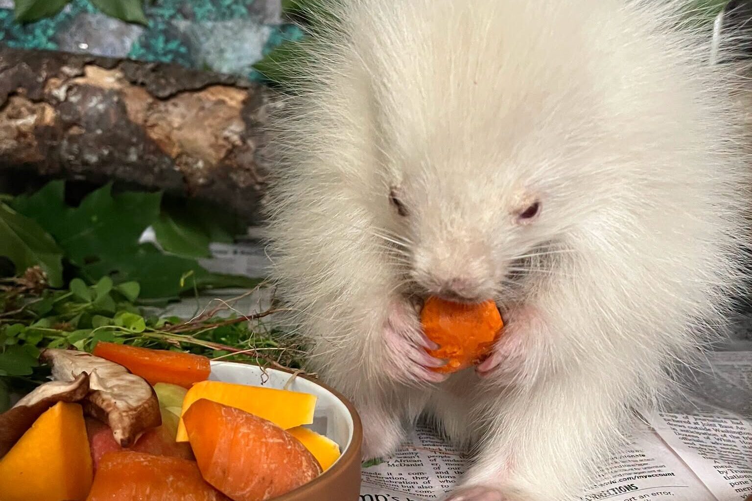 Adorable Albino Porcupine Rescued in Maine After Dogs Chase Him Through the Woods
