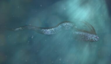 Giant oarfish