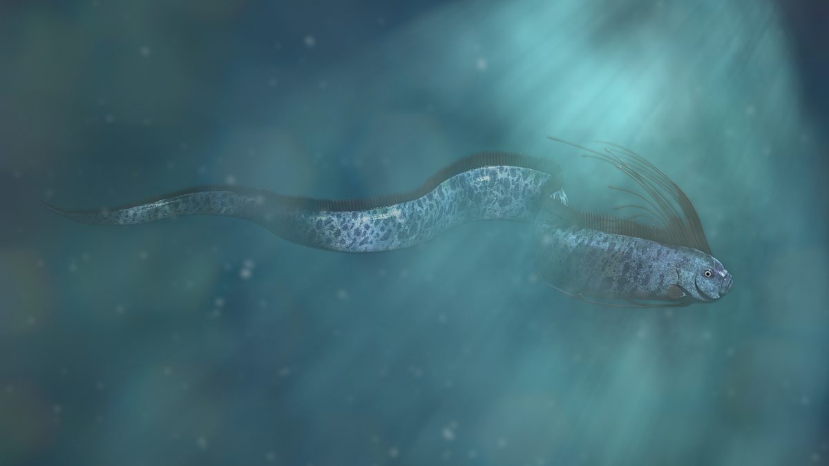Giant oarfish