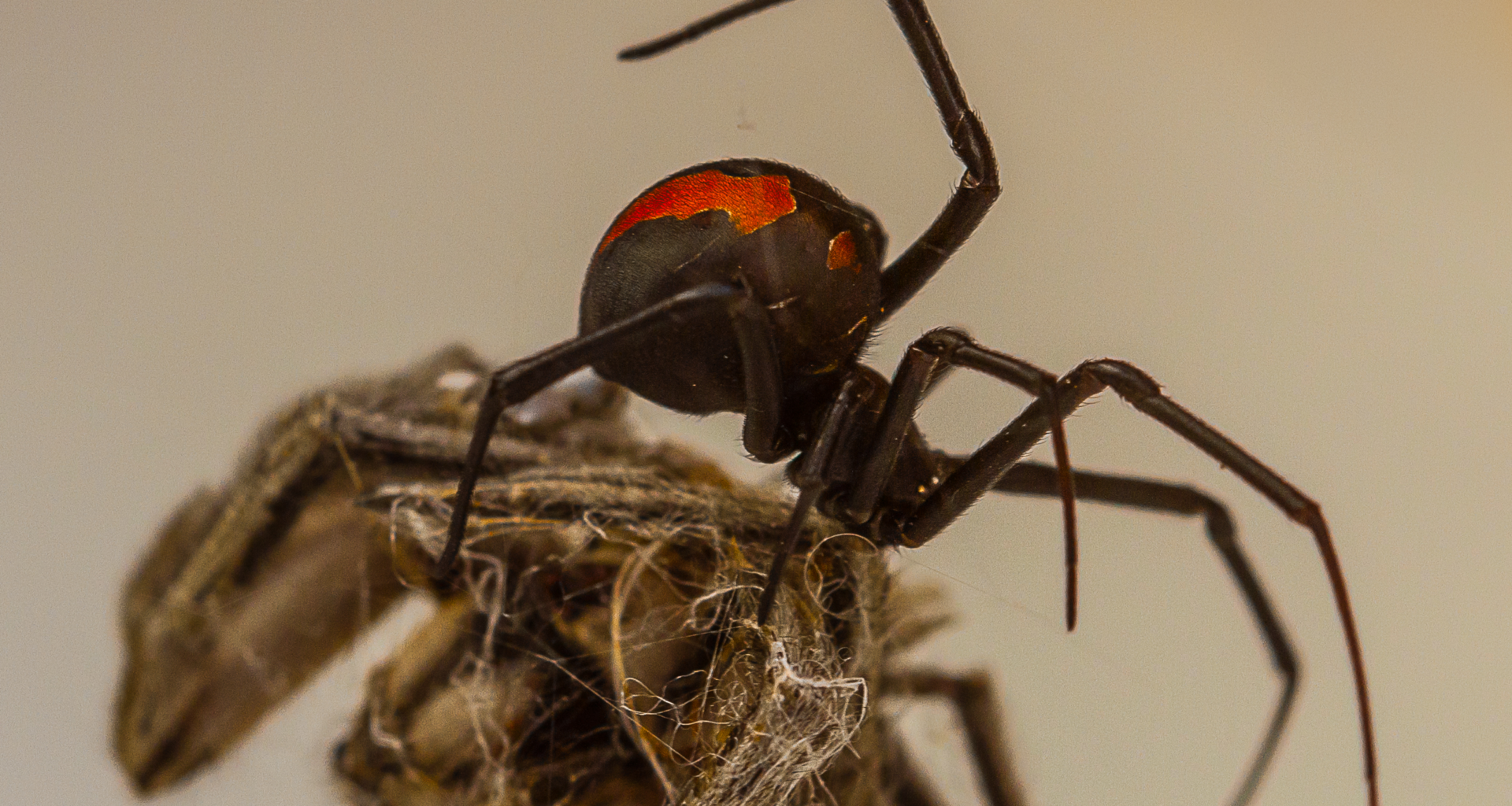 Genetics triggers male black widows to blackflip into death, study finds