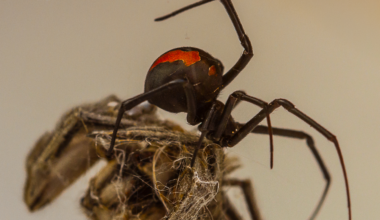 Genetics triggers male black widows to blackflip into death, study finds