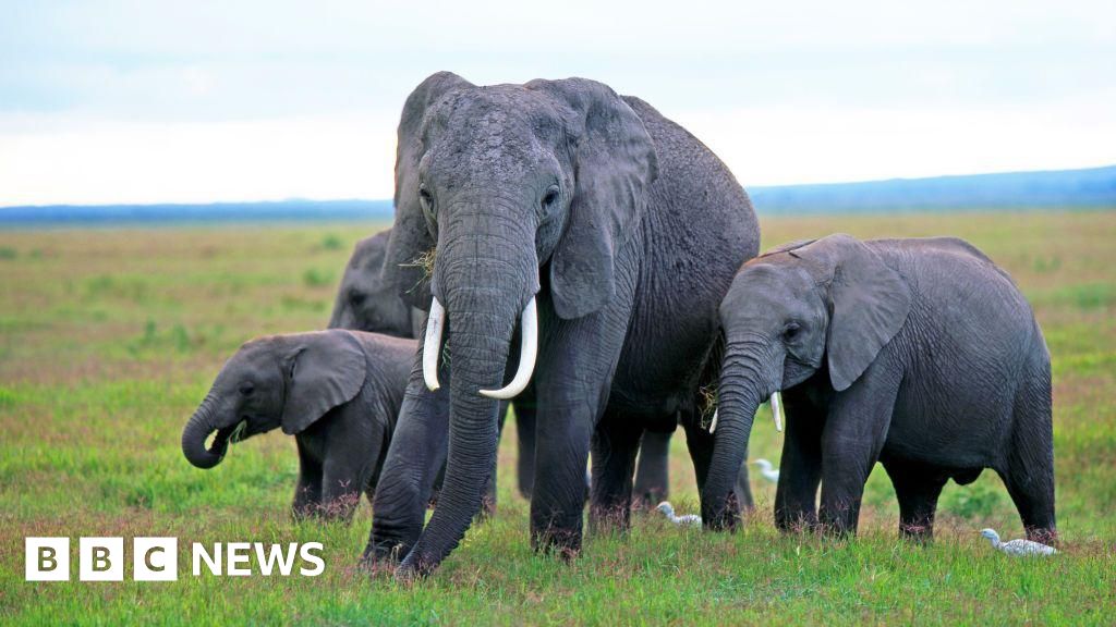 Kenya elephant deaths: Behind the poisoning and the pesticide mystery - BBC