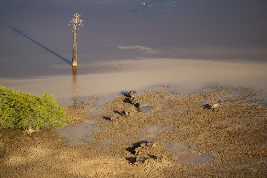 Aerial shot of a herd of buffalo in muddy waters, grazing together.