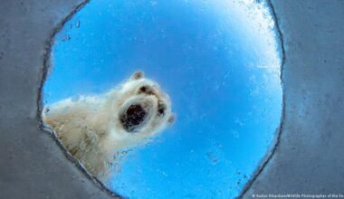 Orcas and polar bears: Best wildlife photos of 2026