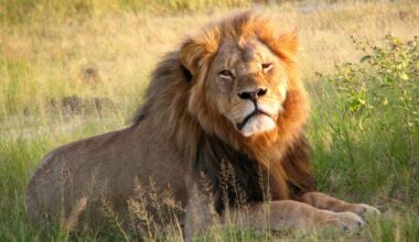 Cecil the lion