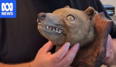 Thylacine head find at UK auction a 'holy grail' for collector James Cranfield