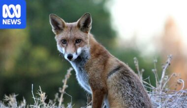 Suspected bird flu infection in fox sparks fears of 'long-distance' spread