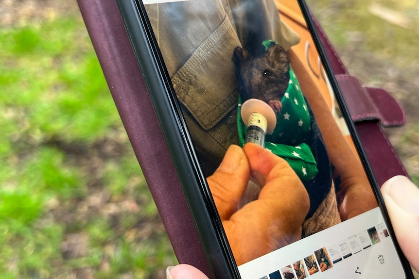 A photograph of a phone with an image of a potoroo