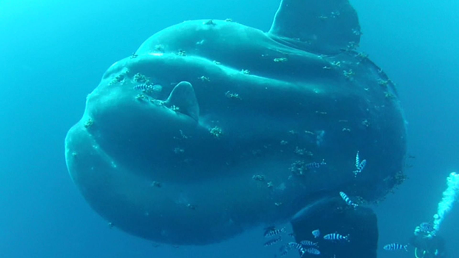 From Blue Whale to Giant Squid: 7 of the biggest sea creatures ever found bumphead-sunfish.jpg