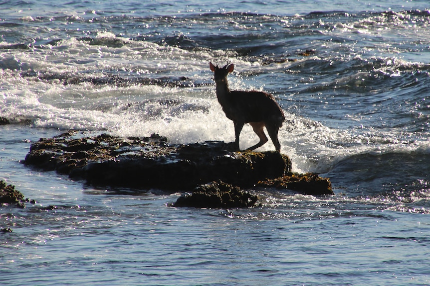 A deer stands on a rock shelf with small waves lapping at the wet animal.