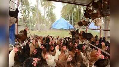 Maize, soya price surge hits poultry farmers