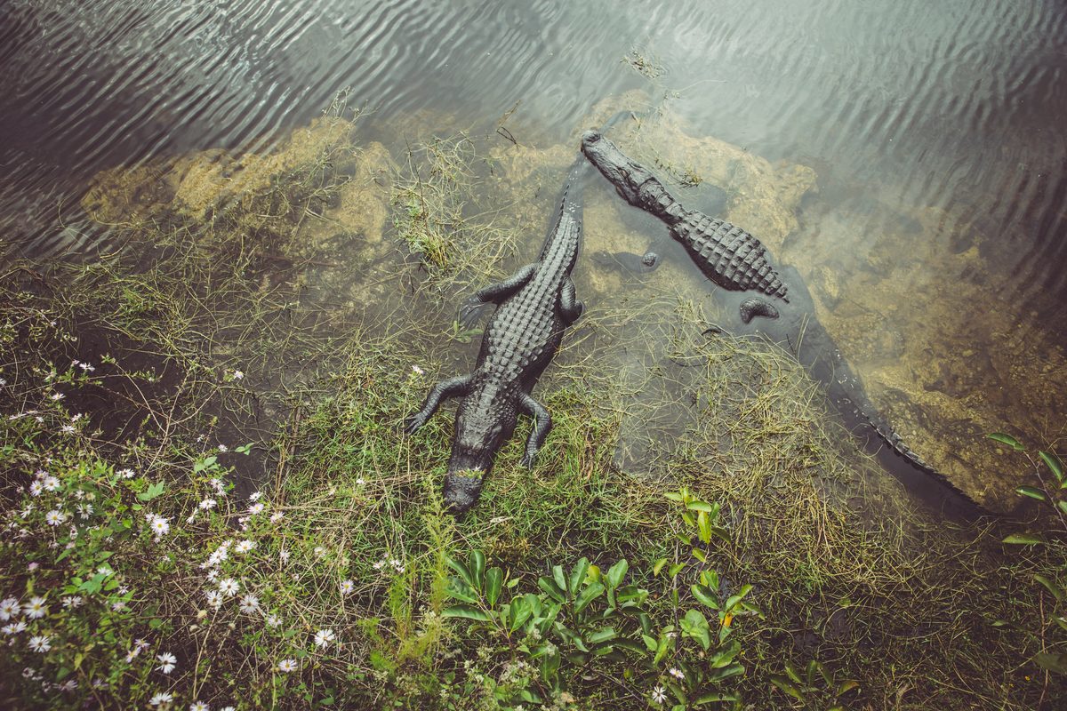 Alligators