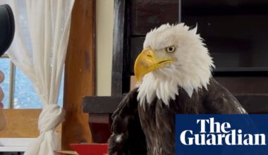 Jackie, a beloved bald eagle and livestream star, dies of mysterious illness | California