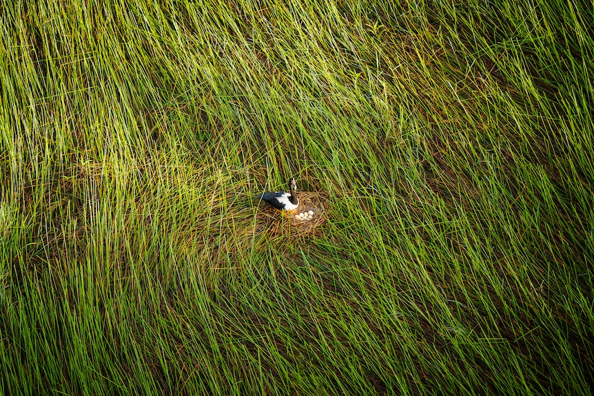 A magpie goose - black and white bird - sitting on a round nest with half a dozen eggs inside surrounded by long green grass.