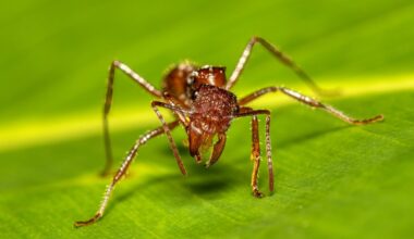 Paraponera clavata show his jaws . Big species of ant, commonly known as the bullet ant, named for its extremely painful sting. Tortuguero Cerro, Costa Rica