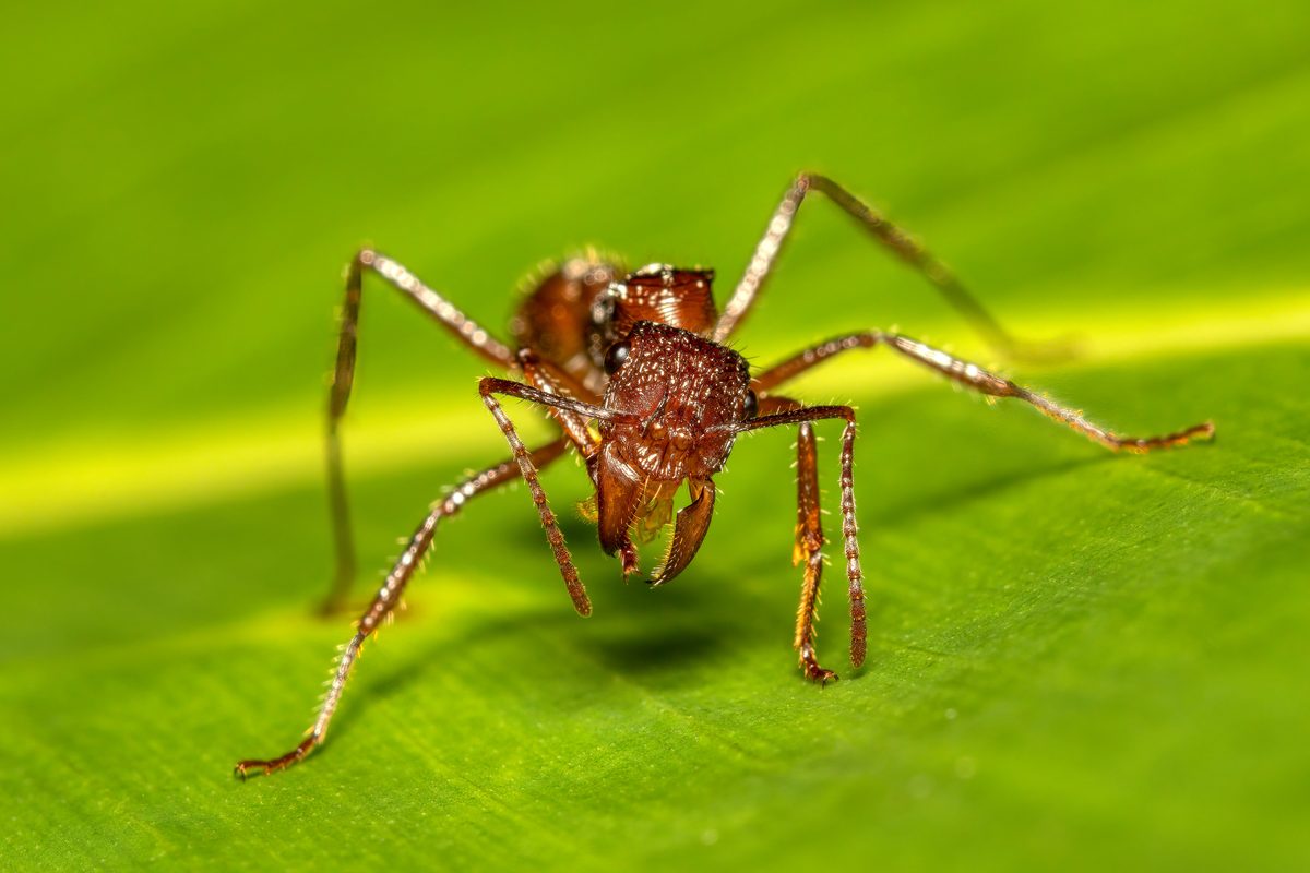 Paraponera clavata show his jaws . Big species of ant, commonly known as the bullet ant, named for its extremely painful sting. Tortuguero Cerro, Costa Rica