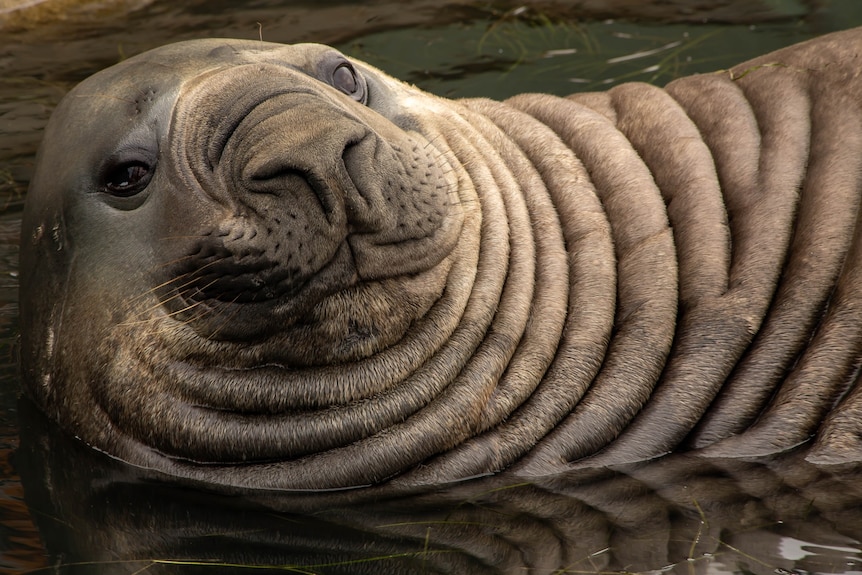 A close up of the face of a greyish-brown elephant lounging in shallow water.