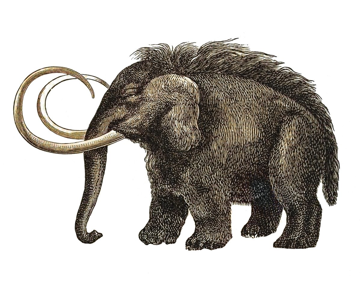 Old engraved illustration of Prehistoric long-haired Elephant (Mammoth)