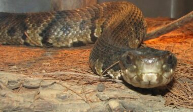 Snake surprise: US high school football player finds deadly snake in helmet - after practice - Stuff