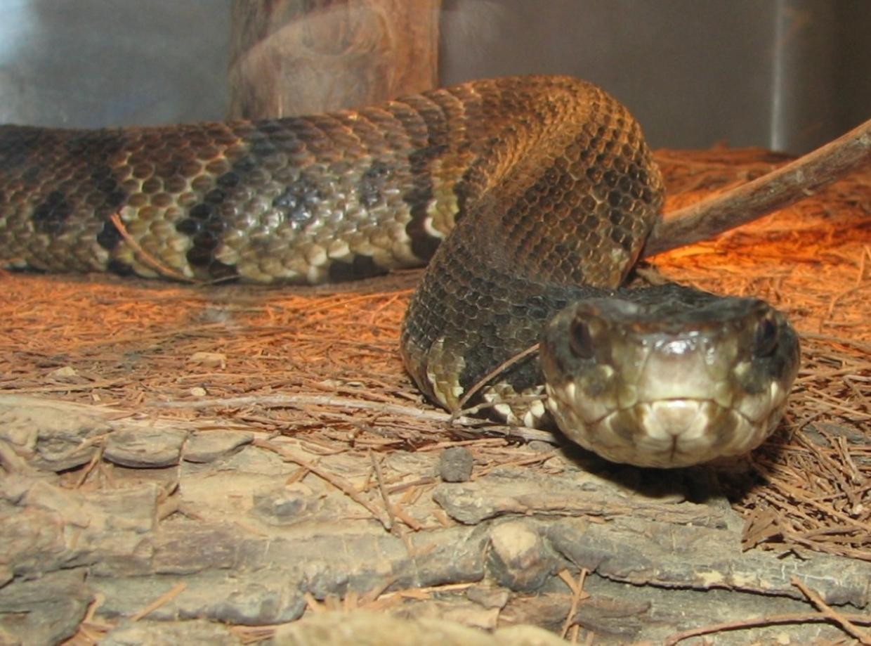 Snake surprise: US high school football player finds deadly snake in helmet - after practice - Stuff